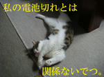 20080527e.jpg