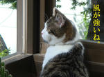 20080602b.jpg