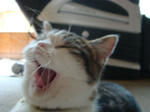 20080604b.jpg