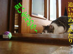 20080605b.jpg