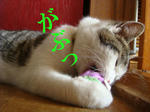 20080605c.jpg