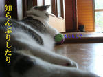 20080605d.jpg