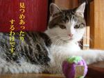 20080605f.jpg