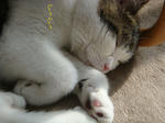 20080608c.jpg