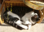 20080608d.jpg