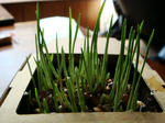 20080618b.jpg