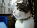 20080618c.jpg