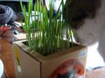 20080619b.jpg