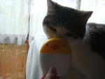 20080621b.jpg