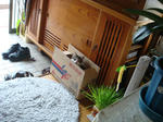 20080624b.jpg