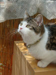 20080703a.jpg