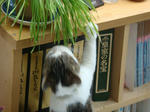 20080704b.jpg