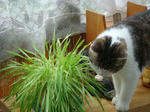 20080704c.jpg