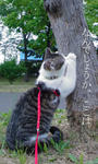 20080710e.jpg