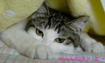 20080710f.jpg