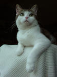 20080729a.jpg