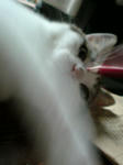 20080812a.jpg