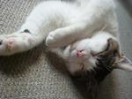 20080812d.jpg