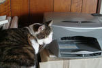 20090106nenga1.jpg