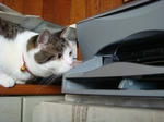 20090106-nenga2.jpg