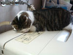 20090106sentakuki1.jpg