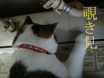 20090106sentaku3.jpg