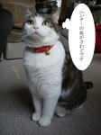20090106tv2.jpg
