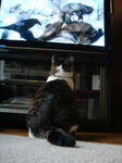 20090106-tv1.jpg