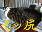 20090107motiri2.jpg