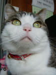 20090107bineko2.jpg