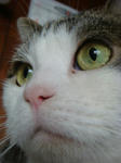 20090107bineko3.jpg