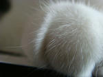 20090107bineko4.jpg