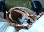 20090108donto2.jpg