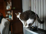 20090108furi2.jpg