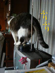 20090108fyru1.jpg
