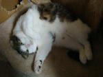 200901008oyaji.jpg