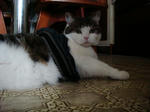 20090114a.jpg