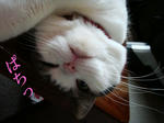 20090115a.jpg
