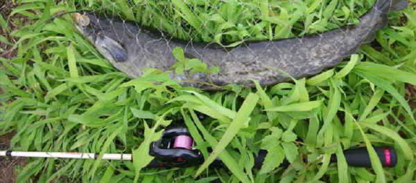 ピッキーノナマズ