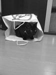 koge090421.jpg