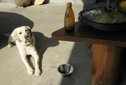 IMG_2250.jpg