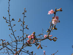 cherry.jpg