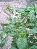 090628basil2.jpg