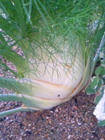090722_fennel.JPG