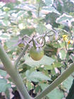 090722_tomate.JPG