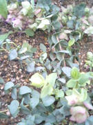 090722_oregano.JPG