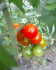 090818_tomato.JPG