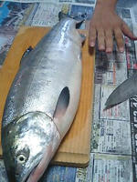 090912_salmon01s.jpg