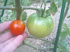 091017_tomato.JPG