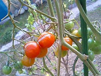 091119_tomato.jpg